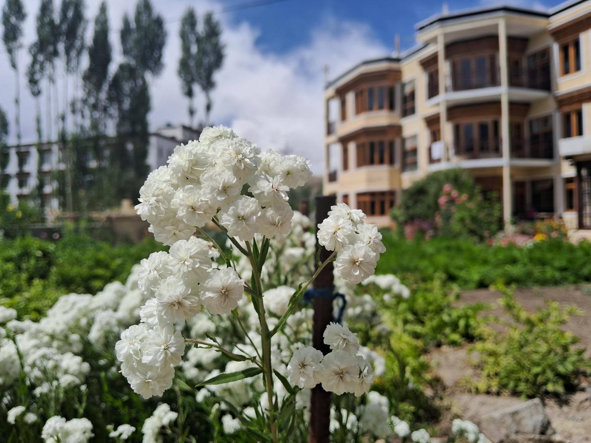 Zaltak Guest House And Hostel Leh Exterior photo