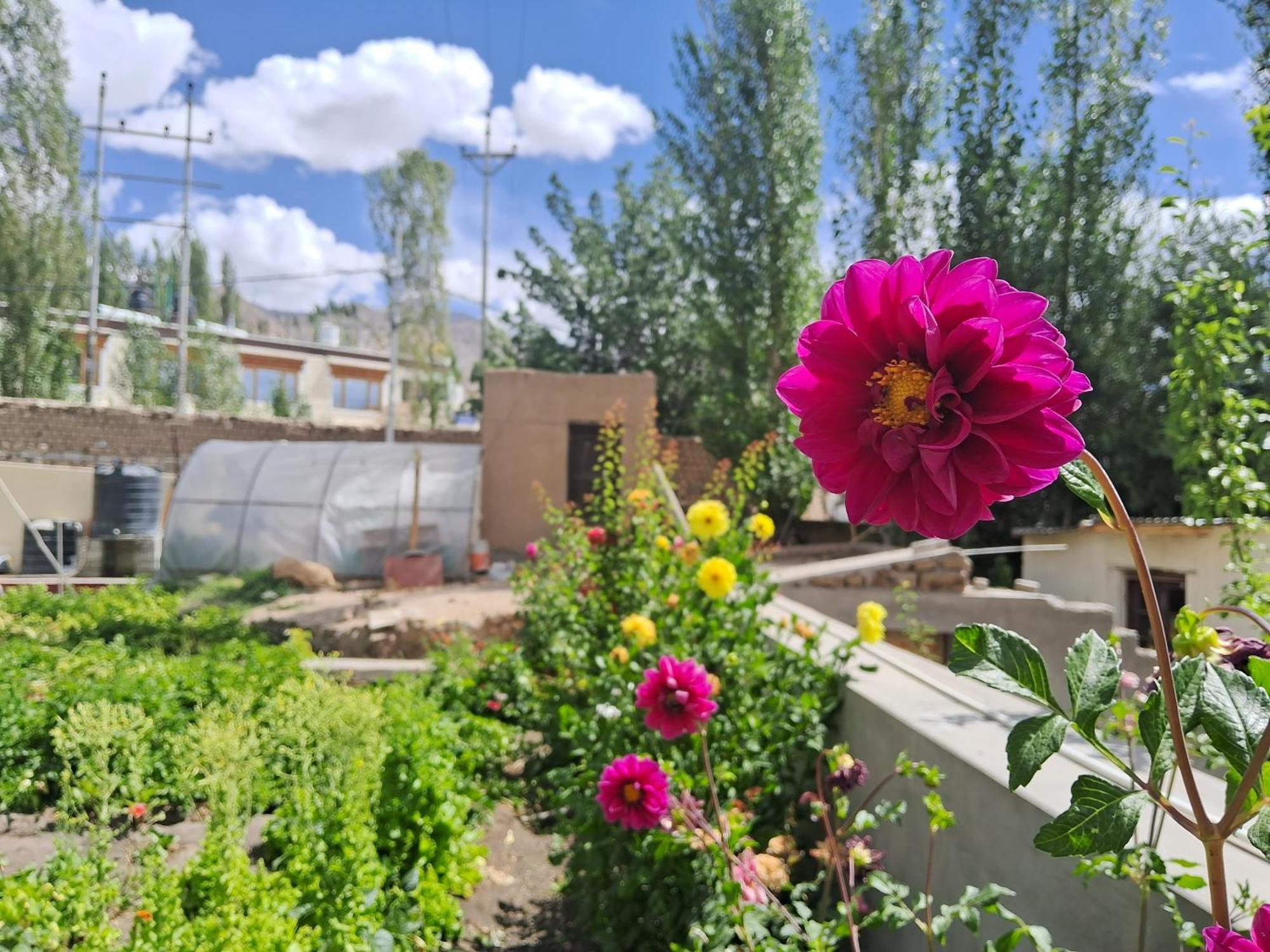 Zaltak Guest House And Hostel Leh Exterior photo